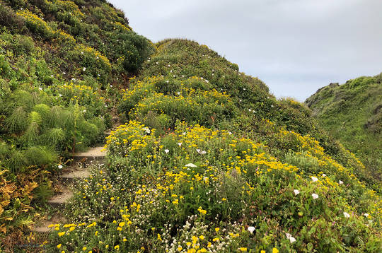 Hillside Steps