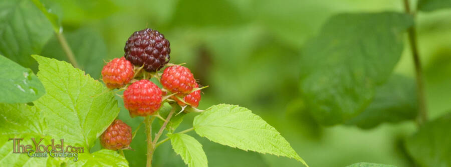 Unripe Black Cap Raspberries