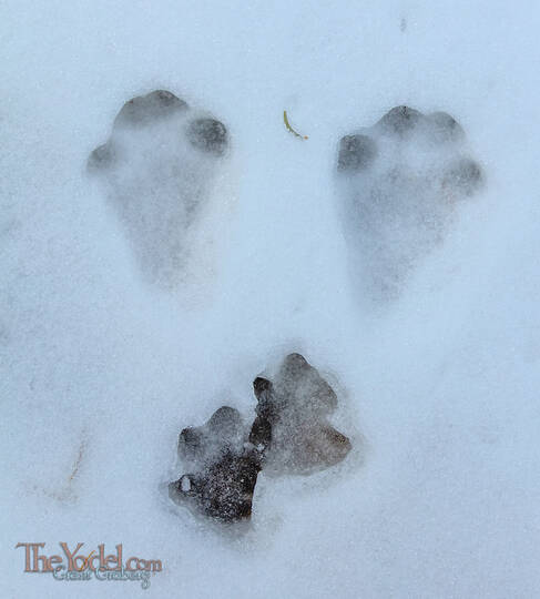 Footprints