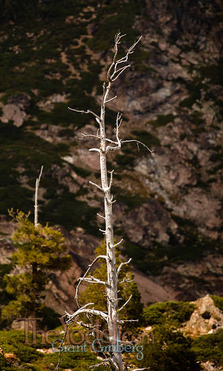 Weathered Pine Tree