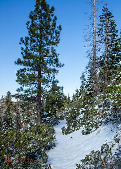 Snow Path