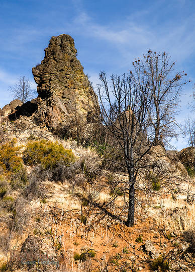 Burnt Tree and Rock