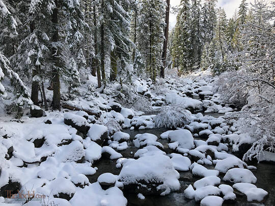 Mushroom Snow