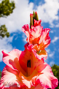 Gladiolas in the Sky