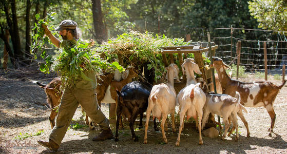 Feeding Frenzy for the Goats