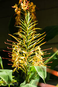 Ginger Blooming