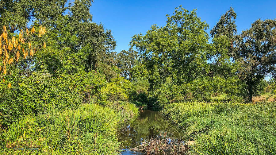 Verdant Stream