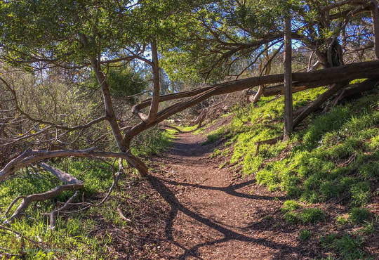 Sutro Tower Path