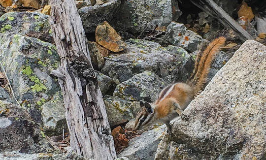 Guard Chipmunk