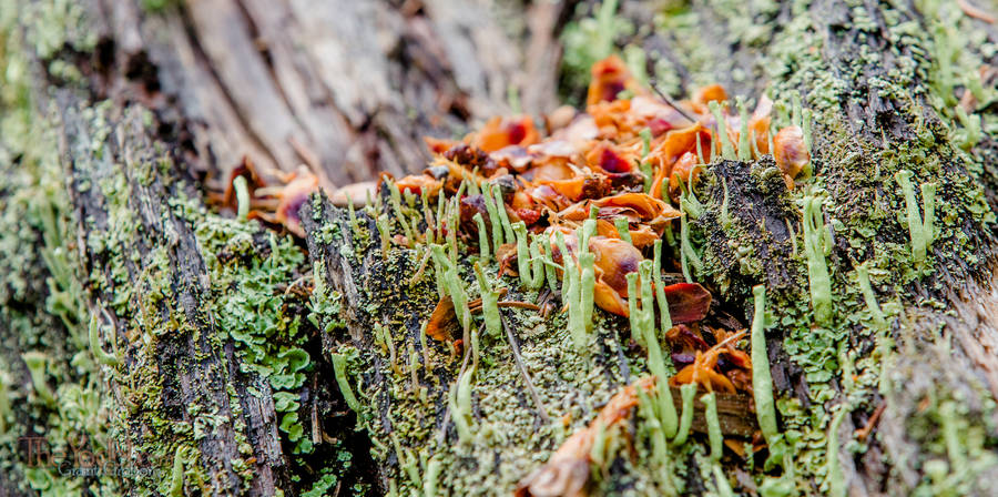 Lichen Blooms